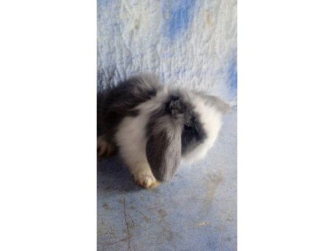 Teddy lop tavşanı yavrular sütten kesilmiş durumda