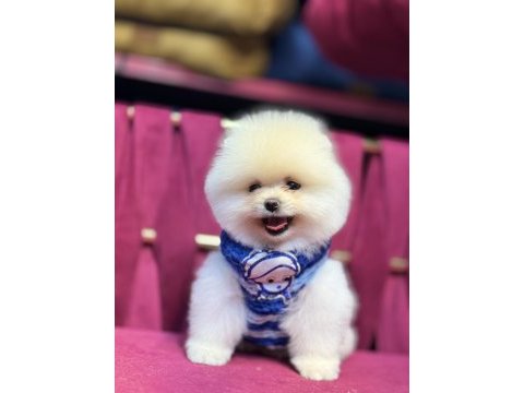 Fendi erkek 3 aylık tuvalet eğitimli pomeranian