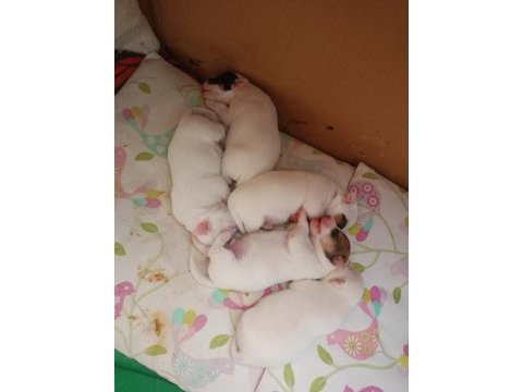 Saf kan terrier jack russell
