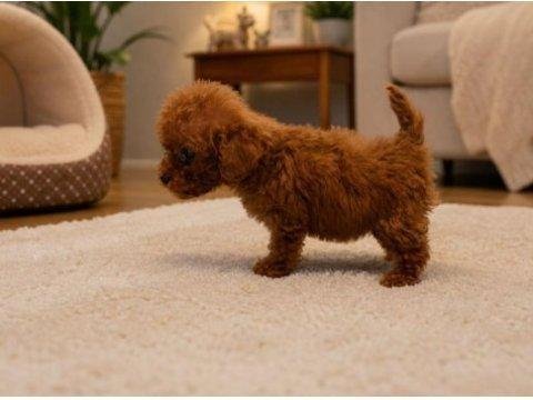 Orjinal red toy poodle yavru erkek dişi yavru 2 aylık