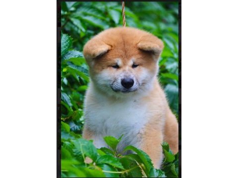 Şecereli anne babadan akita inu yavrular