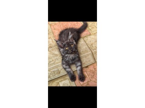 Mainecoon