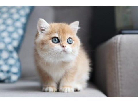 Bal rengi golden british shorthair 