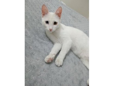 Ankara kedimi güvenilir birine