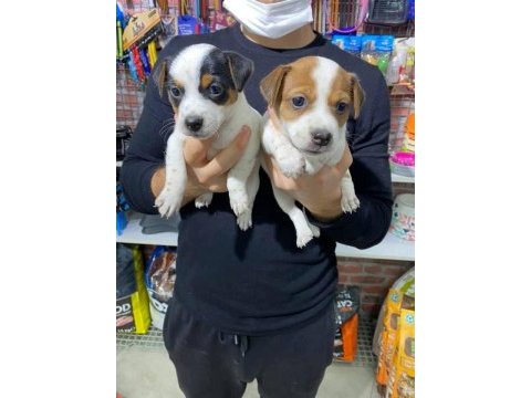 Maskeli jack russell bebekler
