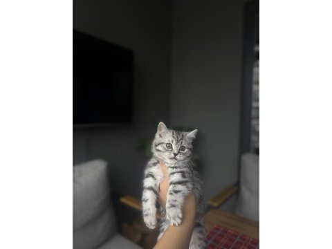British shorthair sılver yavrularım 