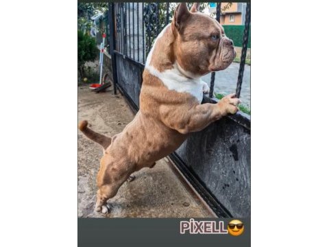 Erkek köpeğimiz pixell