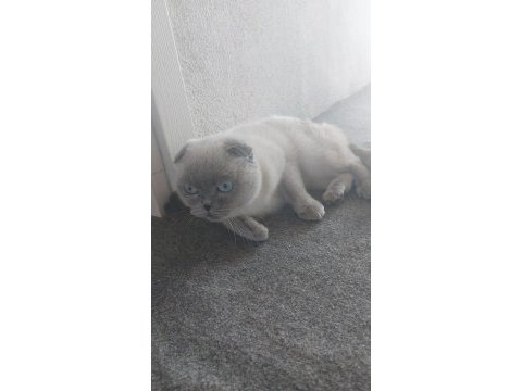 Scottish fold kedimiz hera