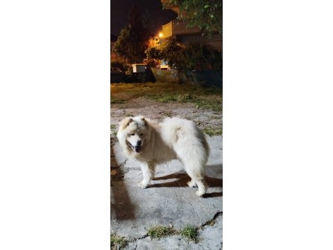 11 aylık erkek chow chow