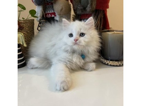 Erkek british longhair beyaz