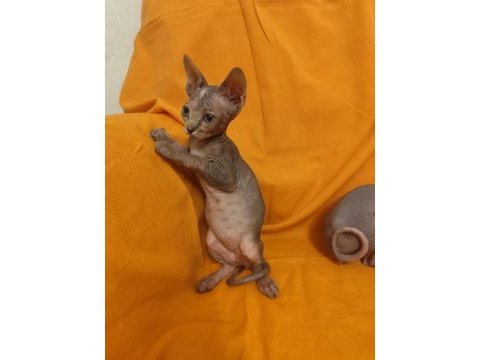 Sphynx home bebek kediler