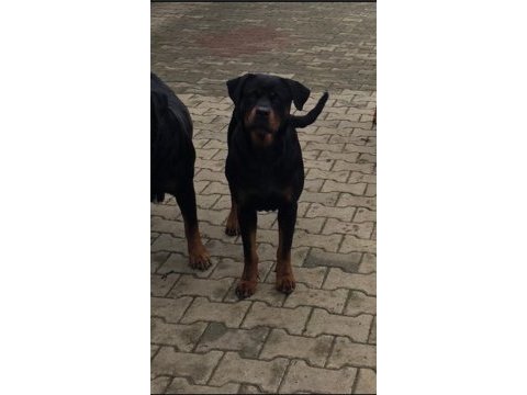 Dişi safkan rottweiler 1.5 aylık