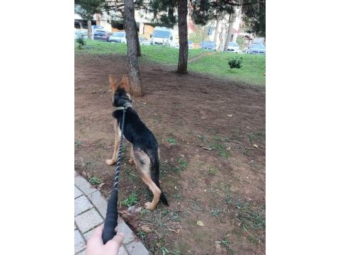 7 aylık safkan alman kurdu rex (dişidir)