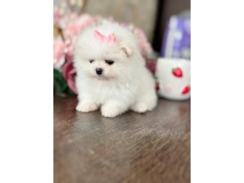 Mini boy prenses pomeranian boo