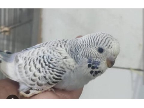 Jumbo muhabbet kuşu yavrular