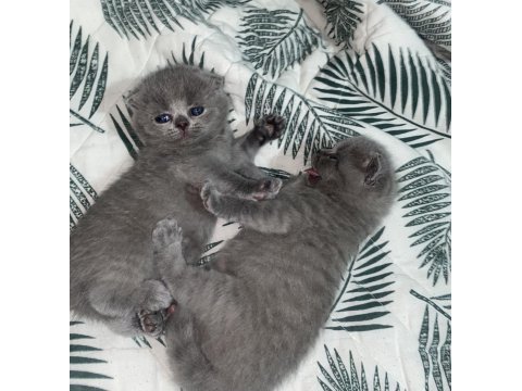 Mini minicik kulaklar kocaman sevgiler scottish fold yavru
