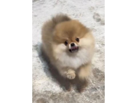 Pomeranian boo erkek yavrular