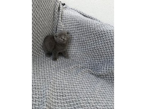Orjinal scottish fold yavrusu