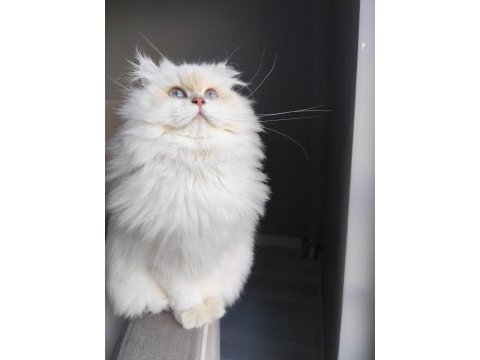 British longhair 2 yaşında