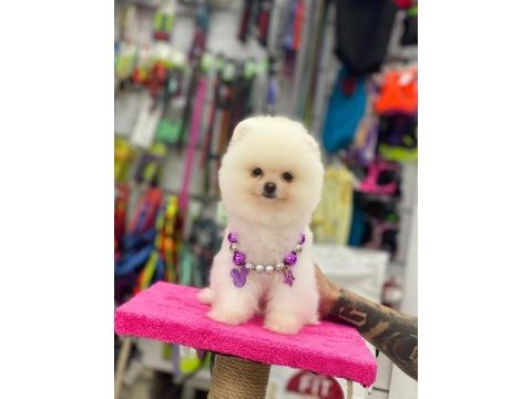 Pomeranian bebekleri