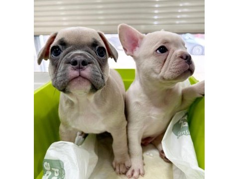 Fluffy ve ısabella taşıyıcı aşılı exotic french minikler