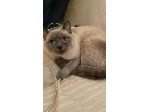 Kedimizi acil sahiplendirmek istiyoruz