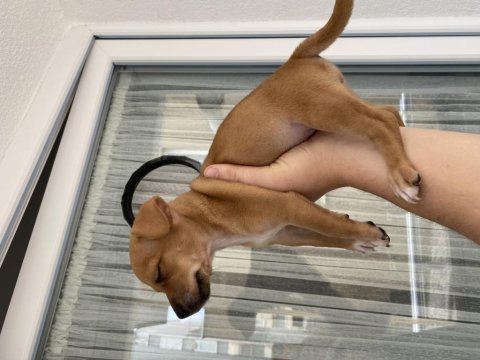 2 aylık minyatür pinscher sarı kahvemsi renk sağlıklı