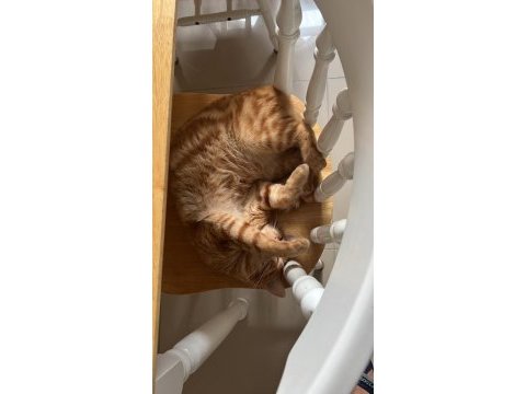 Behlül - 1 yaşında scottish shorthair