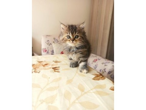 Safkan chinchilla kediler