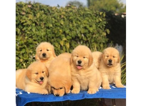 Golden retriever yavrularımız