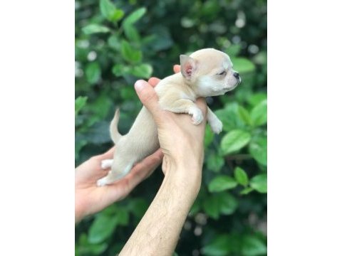 Mikro teacup chihuahua bebeğim