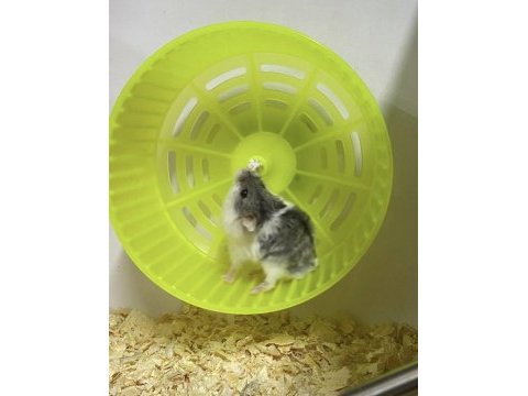 Veteriner kontrolü hamster yavruları