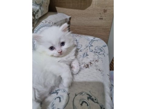 Kedi dişi iki aylık