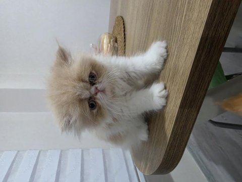 Exotic shorthair 1,5 aylık