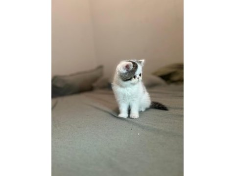Van desen exotic shorthair yavrular