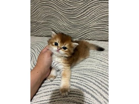 Güzel golden bebek kediler