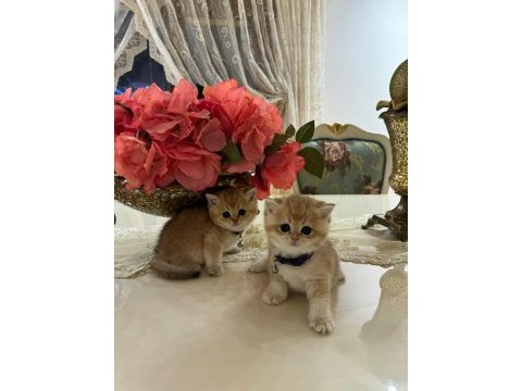 Ny 12 golden cinsi scottish fold yavrularımız