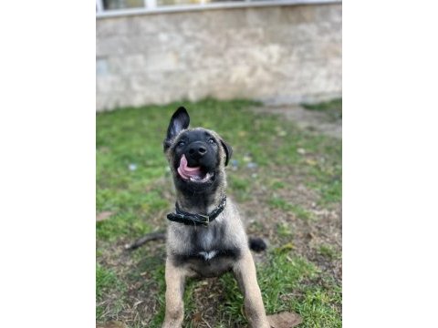 İki aylık belçika malinois erkek