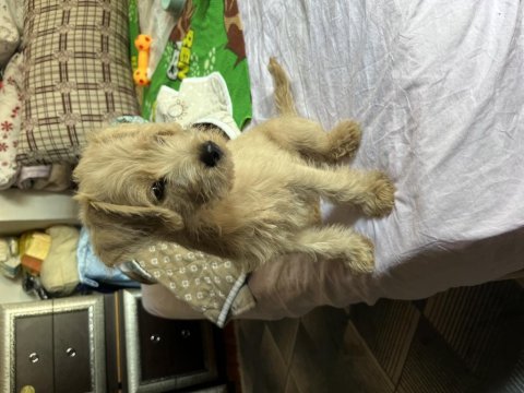 Dişi maltipoo