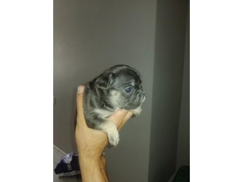 Egzotik dişi ve erkek french bulldog yavrularımız mevcut