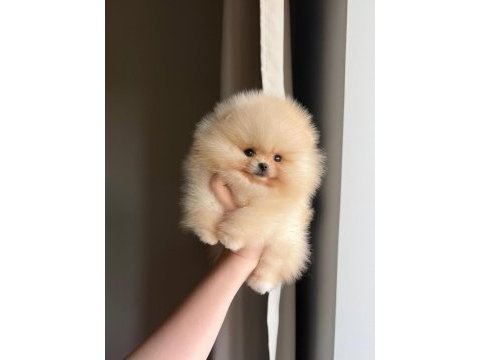 Sevimli pomeranian yavrularımız yeni ailelerini arıyor