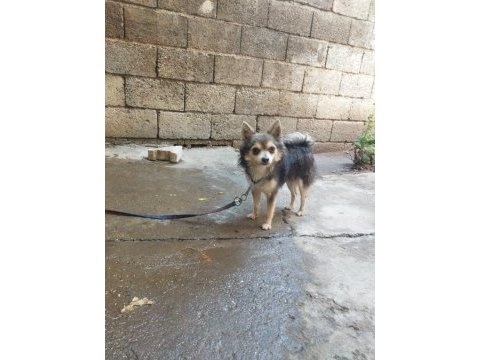 Shiba ba cinsi bakımları yapılmış 10 aylık erkek yavru