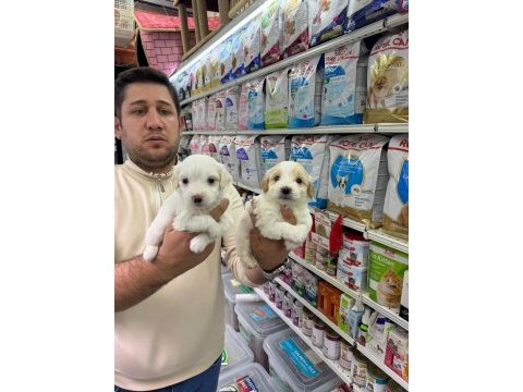 Orjinal maltipoo bebekler aşılı belgeli