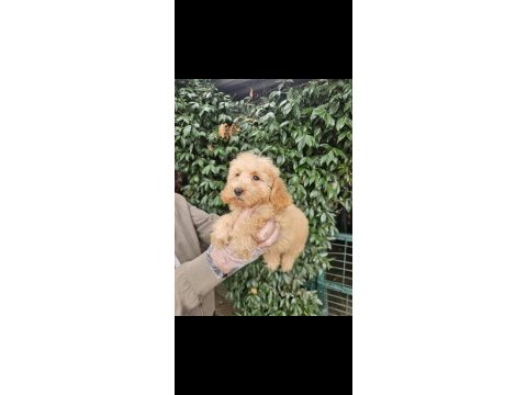 Irk ve sağlık garanti poodle yavrularımuz