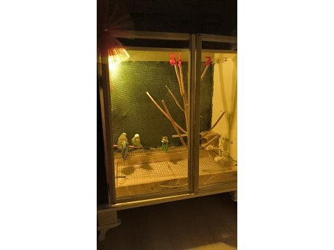 Jumbo 1 çift muhabbet kuşu hazır eş