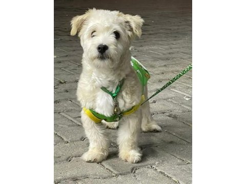 Evde bakılmış sevimli yavru maltipoo