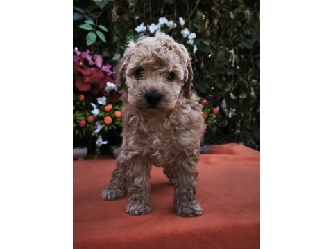 Maltipoo köpekler