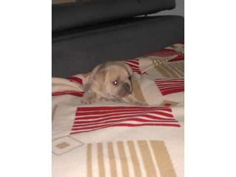 Egzotic fransız bulldog