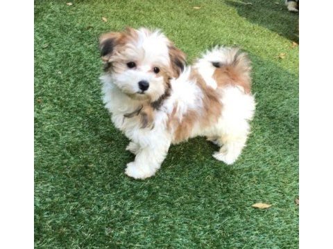 Morkie adrese teslim kapıda ödeme yapabilirsiniz