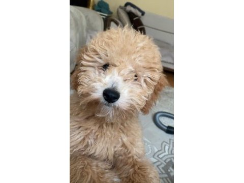 Güzel toy poodle kızımız yeni yuvasını arıyor
